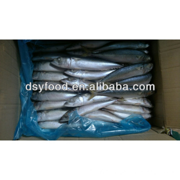 Board frozen pacific mackerel